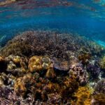 Vigencia de la Ley de Protección Marina: Un Paso Hacia un Futuro Sostenible en los Océanos