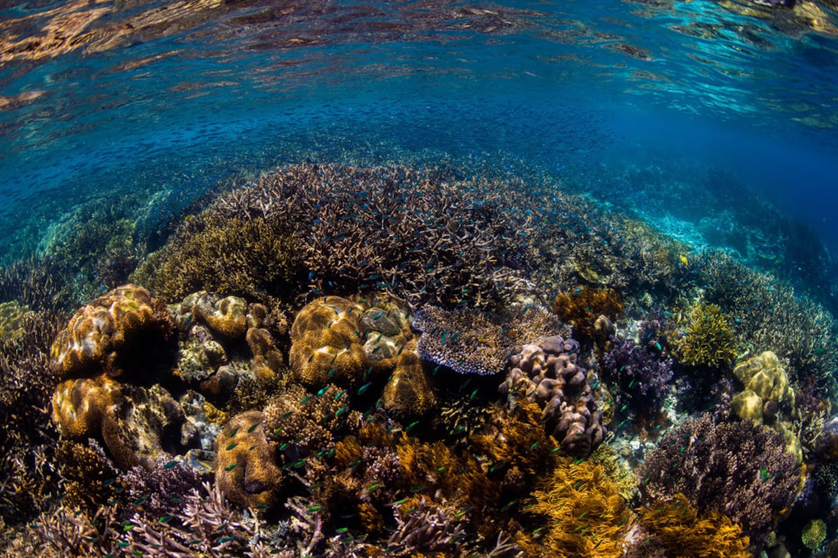 Vigencia de la Ley de Protección Marina: Un Paso Hacia un Futuro Sostenible en los Océanos